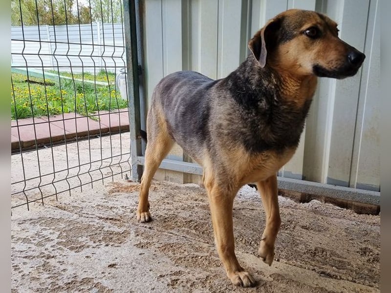 ♥BENJI♥ wunderbarer Rüde: verschmust, anhänglich, ganz lieb 52 cm