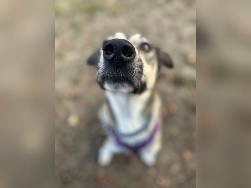 BRANA, tolle Charakterhündin, 2,5 Jahre, Pflegestelle 46359, 60 cm, Tierschutz Rumänien