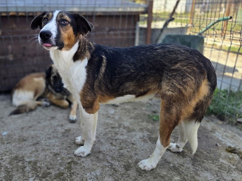 ♥MAIK♥ wunderschöner dreifarbiger, ganz lieber, noch etwas unsicherer Jungrüde 55 cm