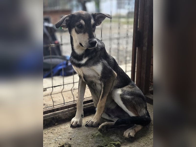 ♥DENNIS♥ wunderschöner, ganz sanfter, feiner kleiner Schatz 51 cm