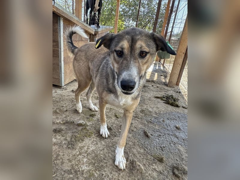 ♥TORA♥ unglaublich liebe, sehr aufgeschlossene, verschmuste Hündin - einfach ein Schatz 56 cm