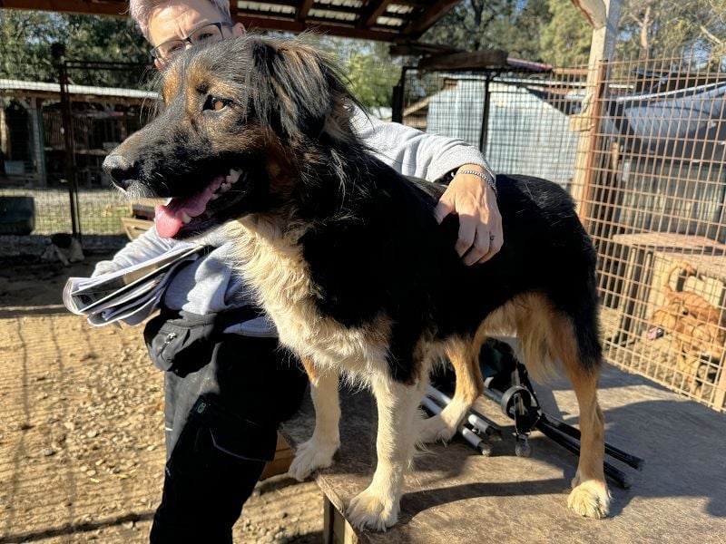 ♥MAUREEN♥ wunderschöne, ganz liebe Hündin mit dreifarbigem langen Fell 53 cm