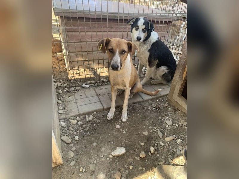 ♥OLIVIA♥ zuckersüße, sehr liebe Hündin, die im Tierheim anfangs noch vorsichtig ist 59 cm