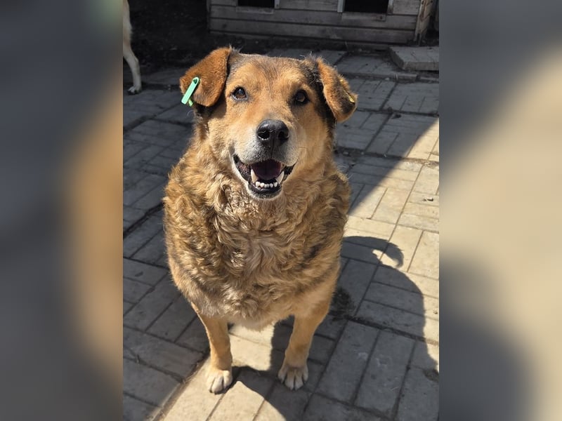 ♥BOSKO♥ verschmuster, bezaubernder, lockiger Rüde - eine echte Knutschkugel 51 cm