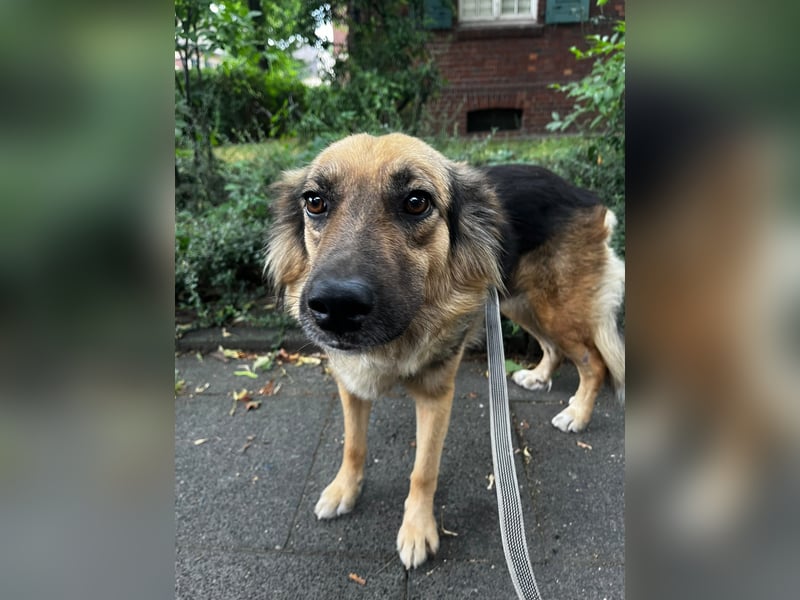 DIANA, coole Begleiterin, 4 Jahre, 55 cm, Pflegestelle Duisburg, Tierschutz Rumänien