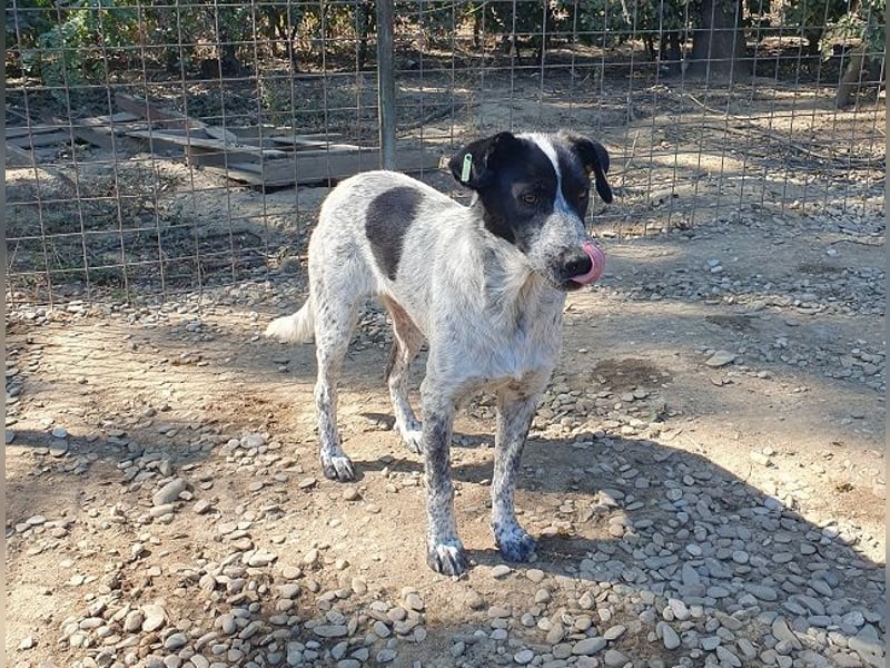 ♥NELIA♥ hübsche, weiß gepunktete, süße Hündin mit einem sensiblen, zurückhaltenden Wesen 56 cm
