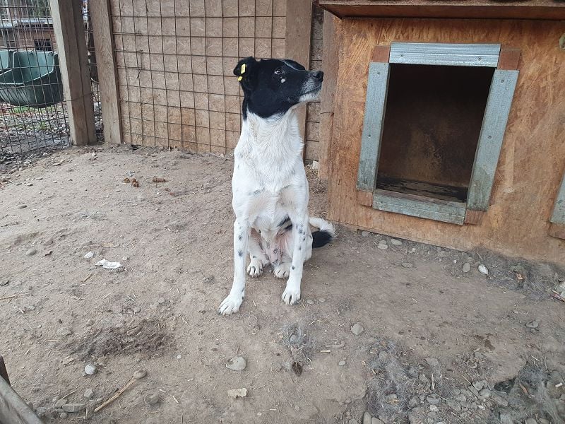 ♥ANGEL♥ so menschenbezogene, liebesbedürftige Hündin,die sich verzweifelt nach Zuneigung sehnt 46cm