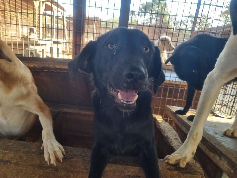 ♥ONJA♥ liebe Junghündin, die zu einer wahren Schönheit herangewachsen ist 57 cm