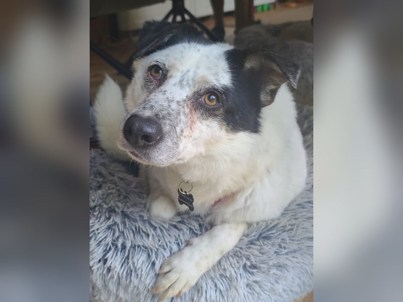 ♥KOBOLD♥ neu auf Pflegestelle in Essen - hübscher, ganz lieber, sensibler Hundejunge 51 cm