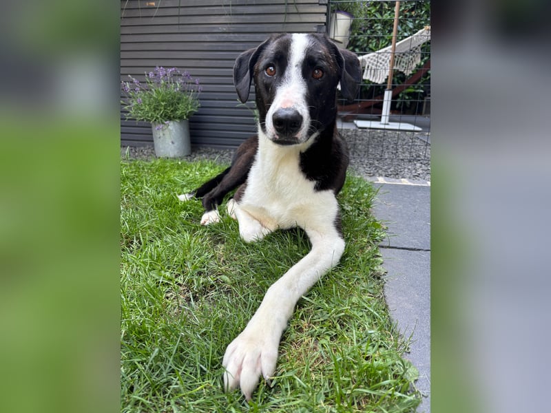 YAFFA, superliebe Spätzünderin, Pflegestelle Köln, 56 cm, 2,5 Jahre, Mischling, Tierschutz Rumänien