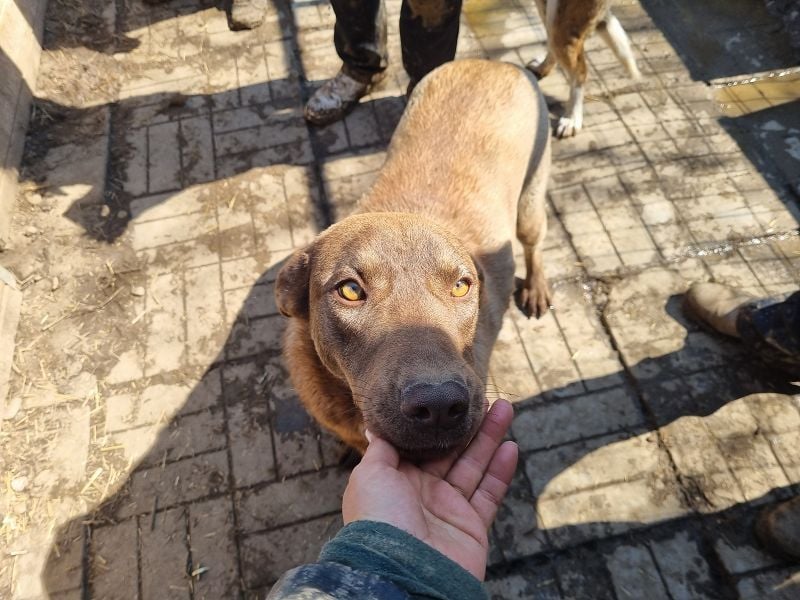 ♥THEA♥ sehr menschenbezogene, verschmuste Junghündin 54 cm