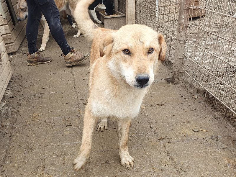 ♥NAEMI♥ ganz aufgeschlossene, verspielte, witzige Hündin 53 cm - ein echter Sonnenschein