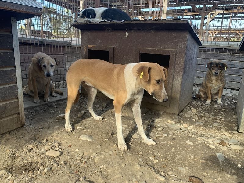 ♥OLIVIA♥ zuckersüße, sehr liebe Hündin, die im Tierheim anfangs noch vorsichtig ist 59 cm