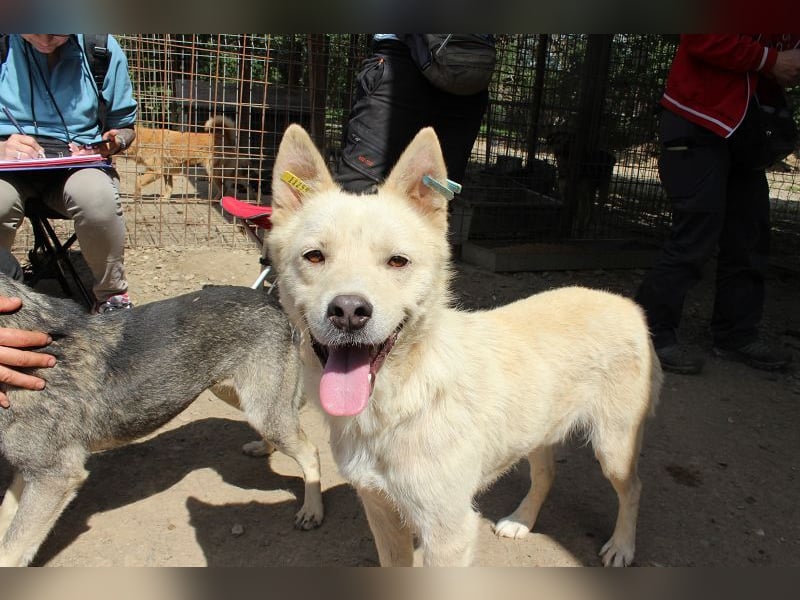 ♥TIMMY♥ wunderbarer, lieber netter Rüde, der uns Menschen richtig gern mag 51 cm