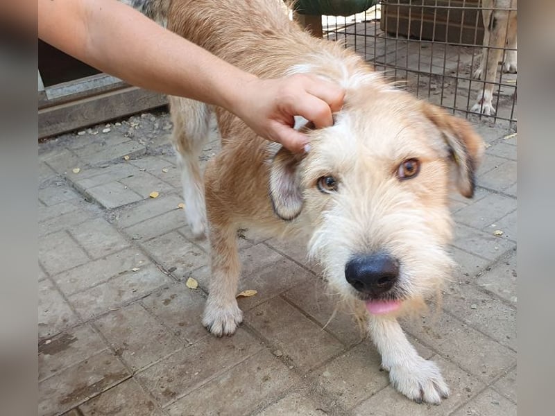 ♥CHAP♥ hübscher, ganz zutraulicher und neugieriger Gute-Laune-Hund 57 cm
