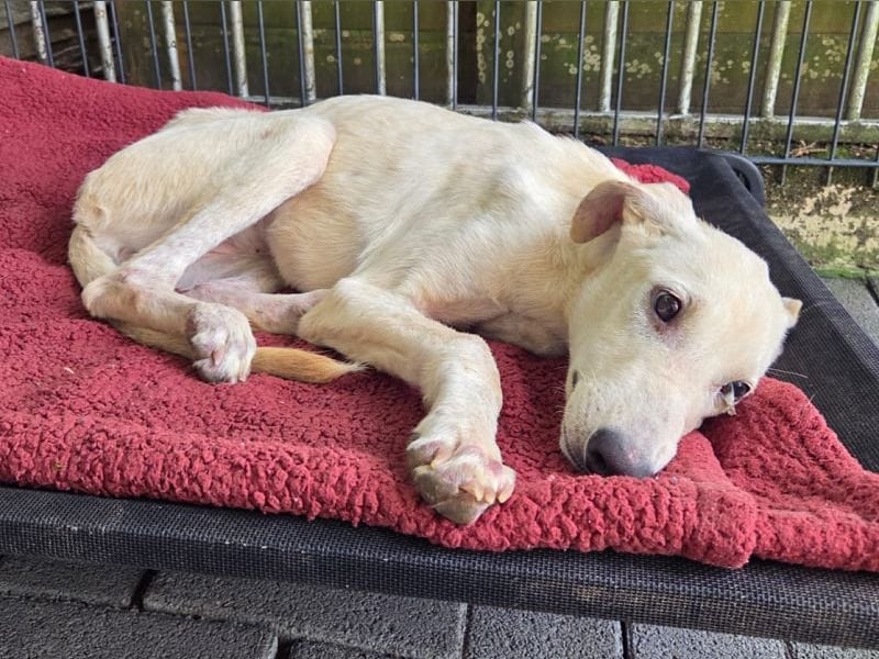 ♥NALA♥ am 11.Okt bei "Tiere suchen ein Zuhause" - süße, verschmuste, viel zu dünne Juniorin 53 cm