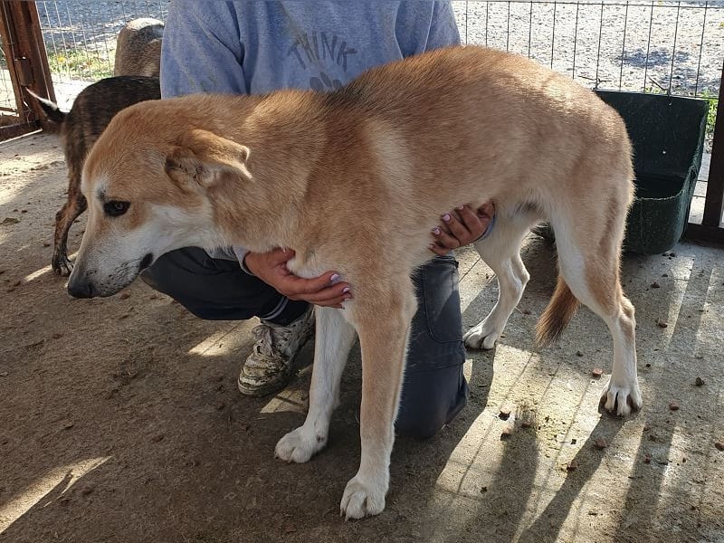 ♥RANDY♥ wunderschöner creme-weißer, anfangs noch zurückhaltender, ganz lieber Jungrüde 57 cm