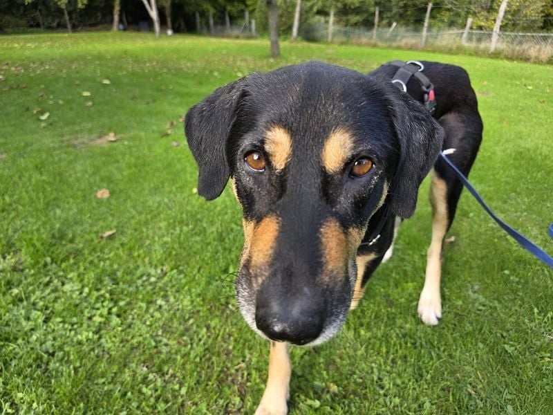 ♥STELLA♥ auf Pflegestelle bei Leverkusen -unglaublich menschenbezogene, aktuell zu dünne Hündin 60cm