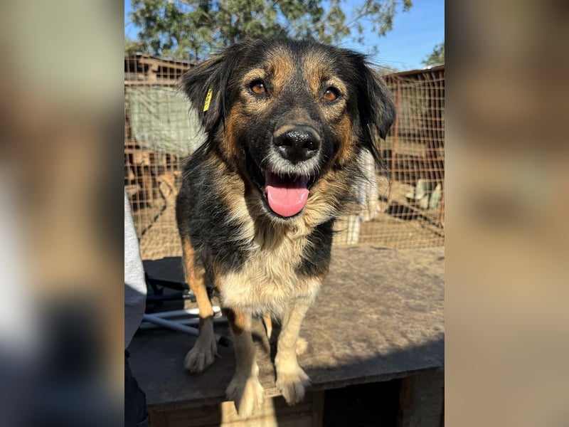 ♥MAUREEN♥ wunderschöne, ganz liebe Hündin mit dreifarbigem langen Fell 53 cm
