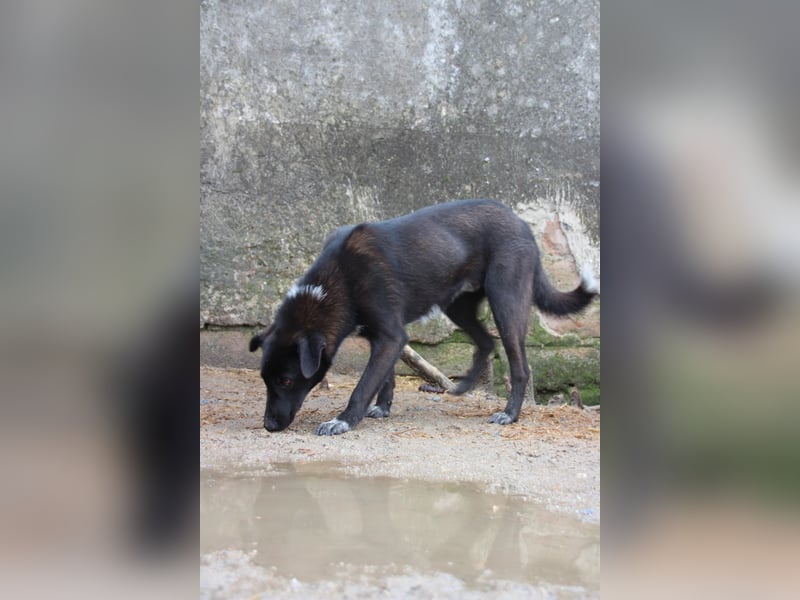 ⭐️SMOKY⭐️, sportlicher Rüde, 1,5 Jahre, 52 cm, Mischling, Tierschutz Rumänien