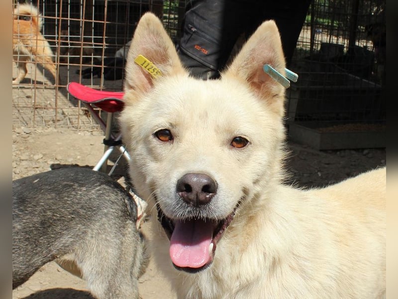 ♥TIMMY♥ wunderbarer, lieber netter Rüde, der uns Menschen richtig gern mag 51 cm