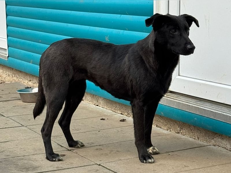 ♥LANA♥ neu auf Pflegestelle bei Köln - bewegungsfreudige, offene schwarze Schönheit 56cm