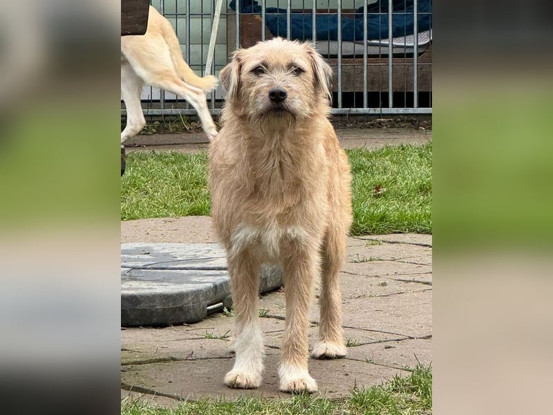 ♥CONNY♥ neu auf Pflegestelle bei Köln - zuckersüße, verschmuste, sensible Hündin 55 cm