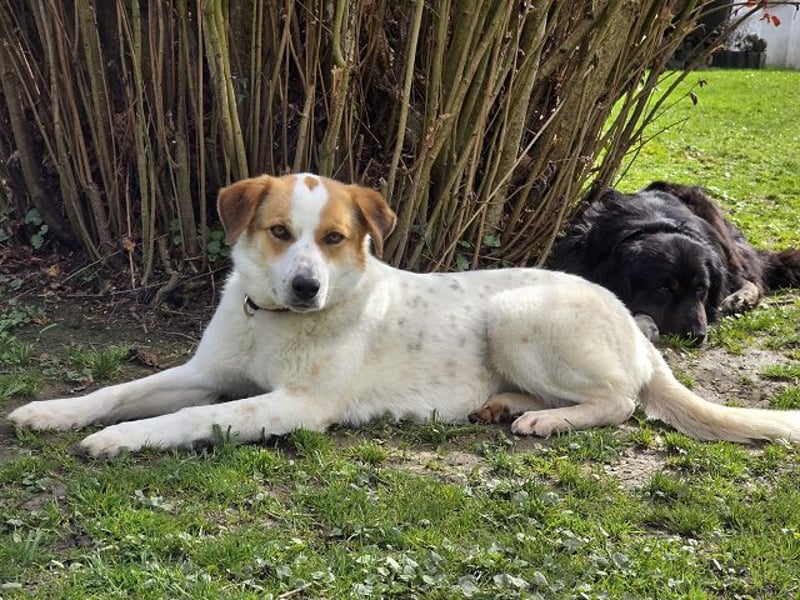 ♥BRAJA♥ auf Pflegestelle bei Leverkusen - wundervolle, verschmuste Hündin, die begeistert 54cm