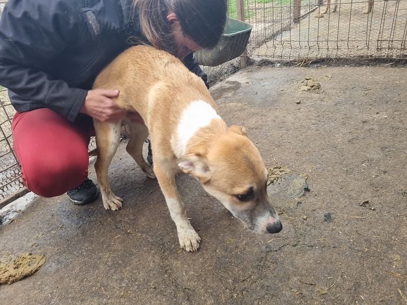 ♥BONNIE♥ zuckersüße, verspielte Junghündin, die schnell ausreisen sollte - wird größer