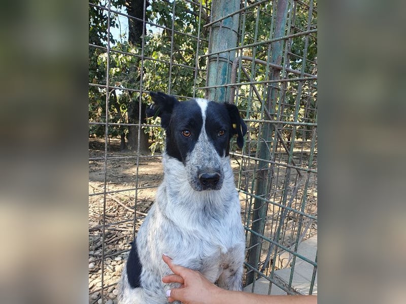 ♥NELIA♥ hübsche, weiß gepunktete, süße Hündin mit einem sensiblen, zurückhaltenden Wesen 56 cm