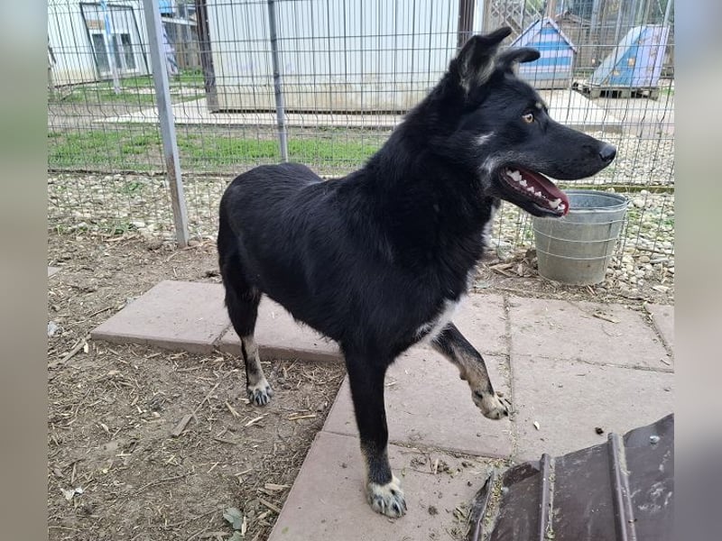 ♥AMICO♥ wunderbarer, verschmuster und menschenbezogener Junior 58 cm