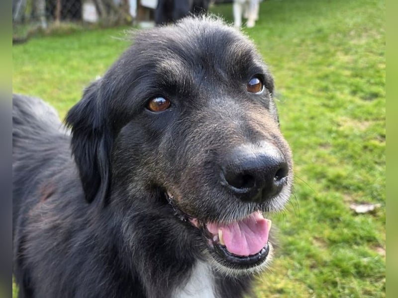 ♥SVENJA♥ auf Pflegestelle bei Leverkusen - wunderschöne, verschmuste Hündin mit längerem Fell 54cm
