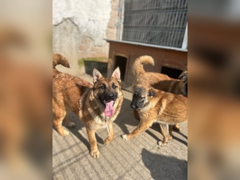 ⭐️TINNI⭐️, tolle Malinois-Mix Hündin, 1 Jahr, 53 cm, Mischling, Tierschutz Rumänien