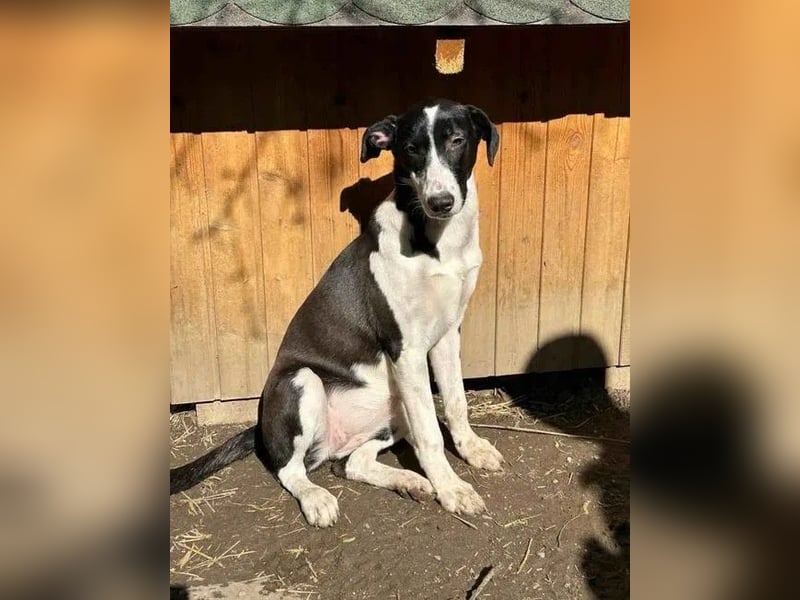 ⭐️GERDI⭐️, tolle Hündin, 3 Jahre, 57 cm, Mischling, Tierschutz Rumänien