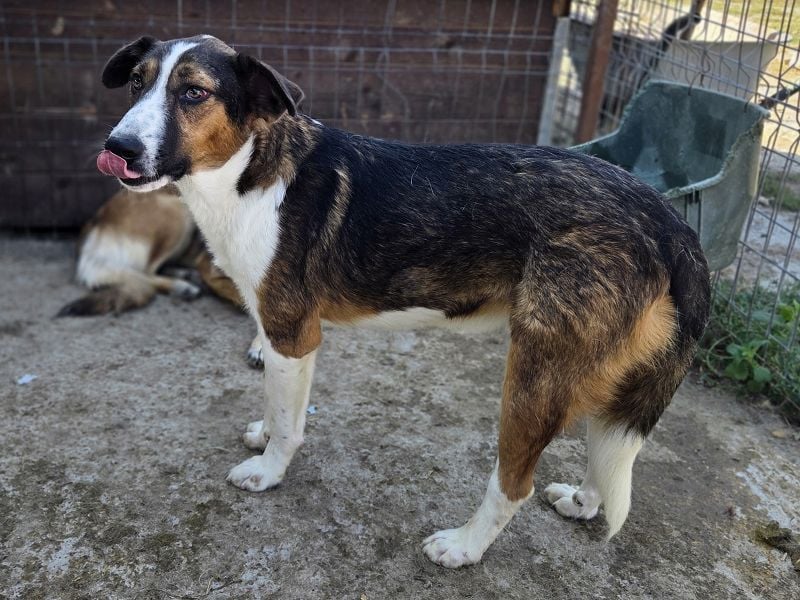 ♥MAIK♥ wunderschöner dreifarbiger, ganz lieber, noch etwas unsicherer Jungrüde 55 cm