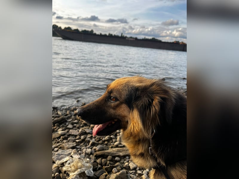 DIANA, coole Begleiterin, 4 Jahre, 55 cm, Pflegestelle Duisburg, Tierschutz Rumänien