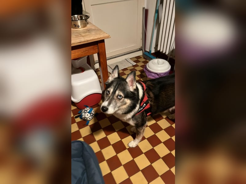 PUCKI, Husky-Border Collie-Mix, 7 Jahre, 60 cm, Pflegestelle Düsseldorf, Tierschutz