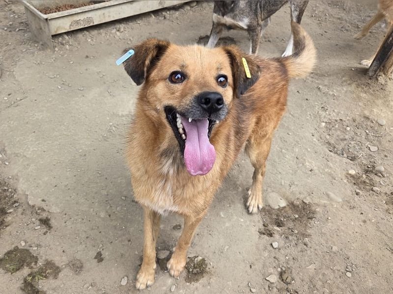 ♥JAKOB♥ süßer, anhänglicher Rüde voller Emotionen, der so viel Herz und Lebensfreude hat 56 cm