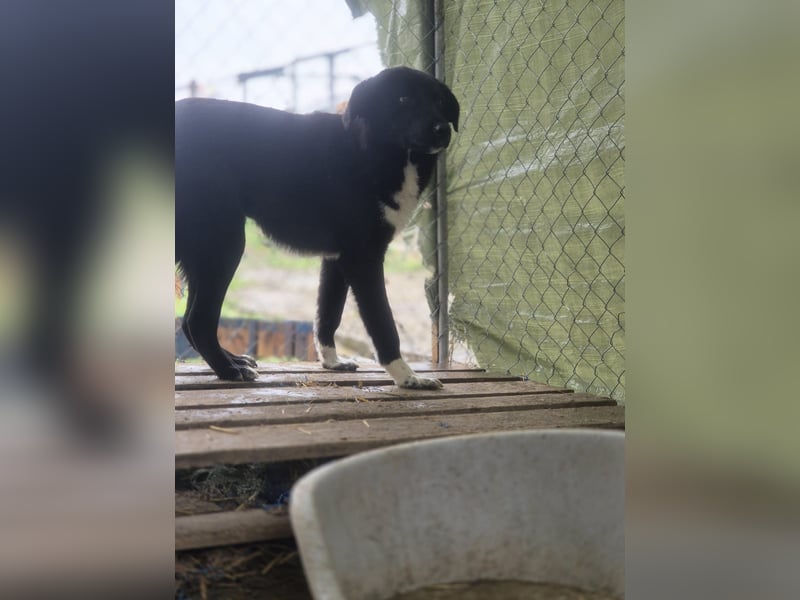TAIN, sucht Hundeprofis, 10 Monate, 54 cm, Rüde, Herdenschutz-Mix, Tierschutz Rumänien
