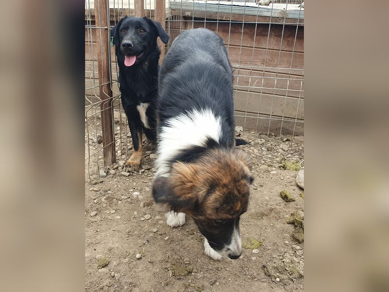 ♥MIA♥ ganz zutrauliche, verschmuste, wunderschöne tricolor-Hündin 56 cm