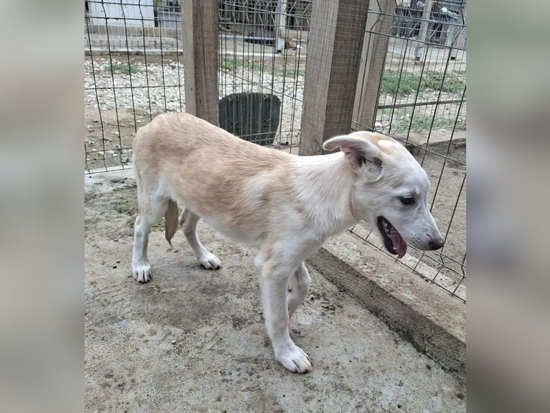 ♥SINA♥ neu auf Pflegestelle bei Köln - zuckersüße, verspielte Juniorin 59 cm