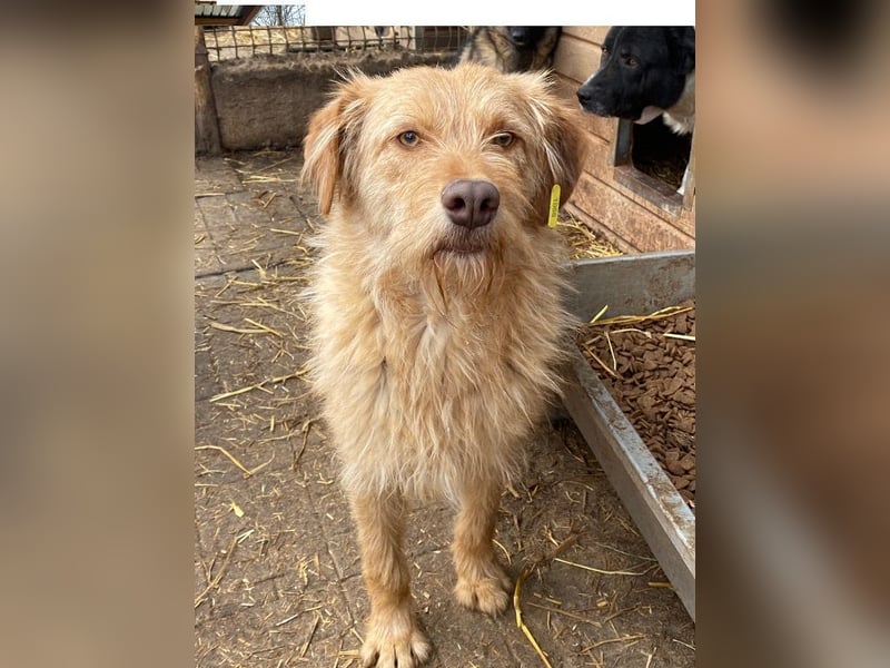 ♥FABRIZIO♥ sehr lieber, verschmuster, hübscher Rüde mit den bernsteinfarbenen Augen 59 cm
