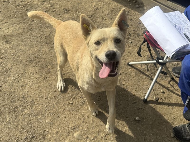 ♥TIMMY♥ wunderbarer, lieber netter Rüde, der uns Menschen richtig gern mag 51 cm