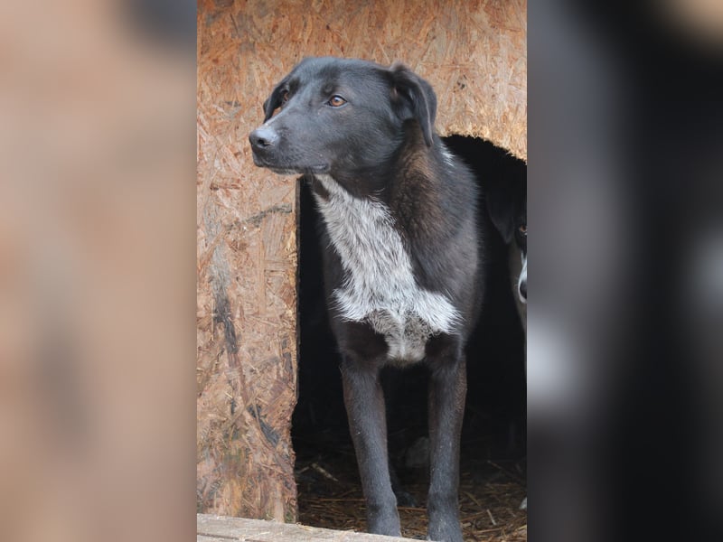 ⭐️SMOKY⭐️, sportlicher Rüde, 1,5 Jahre, 52 cm, Mischling, Tierschutz Rumänien