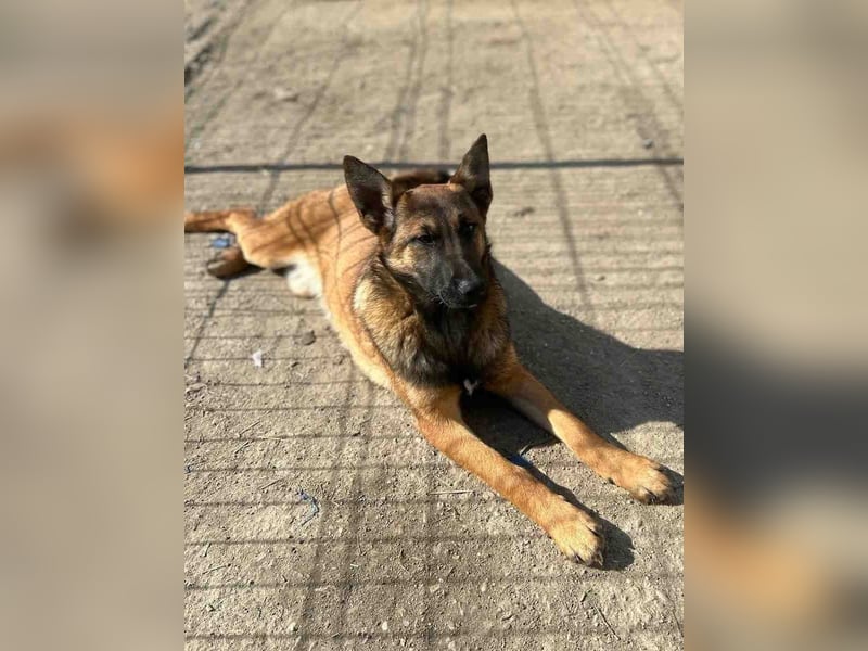 ⭐️TIRANA⭐️, Malinois-Mischling, Hündin, 11 Monate, 54 cm, Mischling, Tierschutz Rumänien
