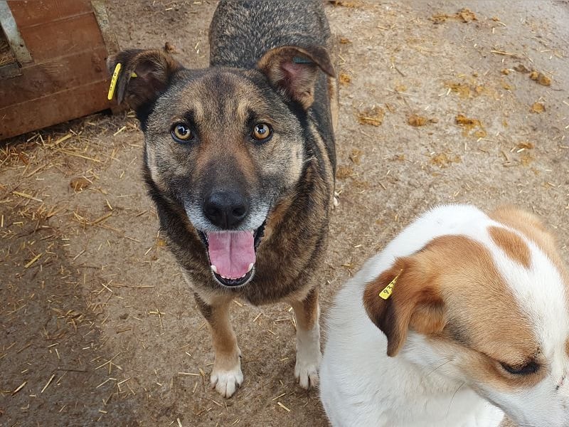 ♥NANDO♥ wunderbarer, ganz aufgeschlossener Rüde - eine wahre Frohnatur 53 cm
