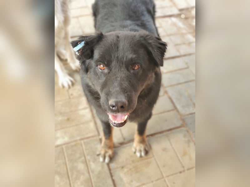 ♥RABAN♥ ganz menschenbezogener, sehr liebenswerter Rüde mit den schicken Stiefeln 57cm