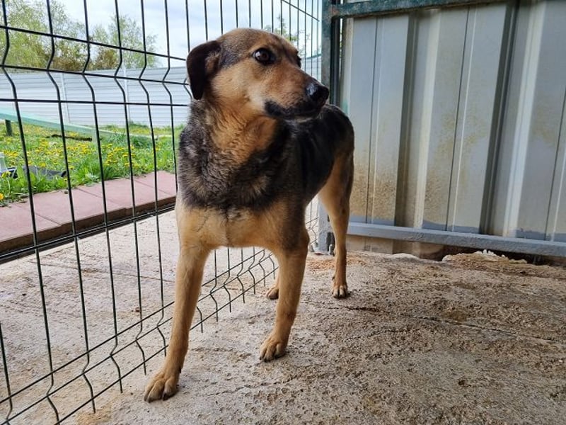 ♥BENJI♥ wunderbarer Rüde: verschmust, anhänglich, ganz lieb 52 cm