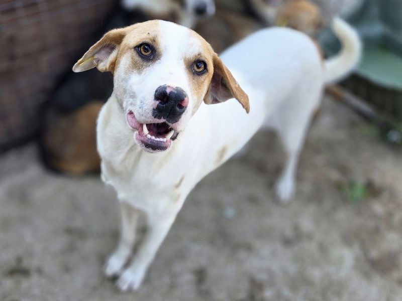 ♥MARIAN♥ hübscher, sehr menschenbezogener Rüde, der sicher ein toller Begleiter wird 55 cm