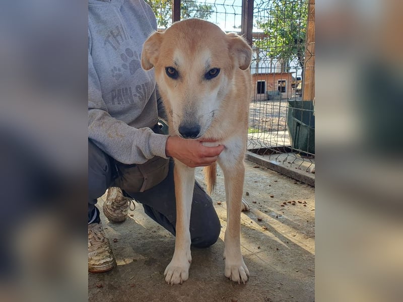 ♥RANDY♥ wunderschöner creme-weißer, anfangs noch zurückhaltender, ganz lieber Jungrüde 57 cm